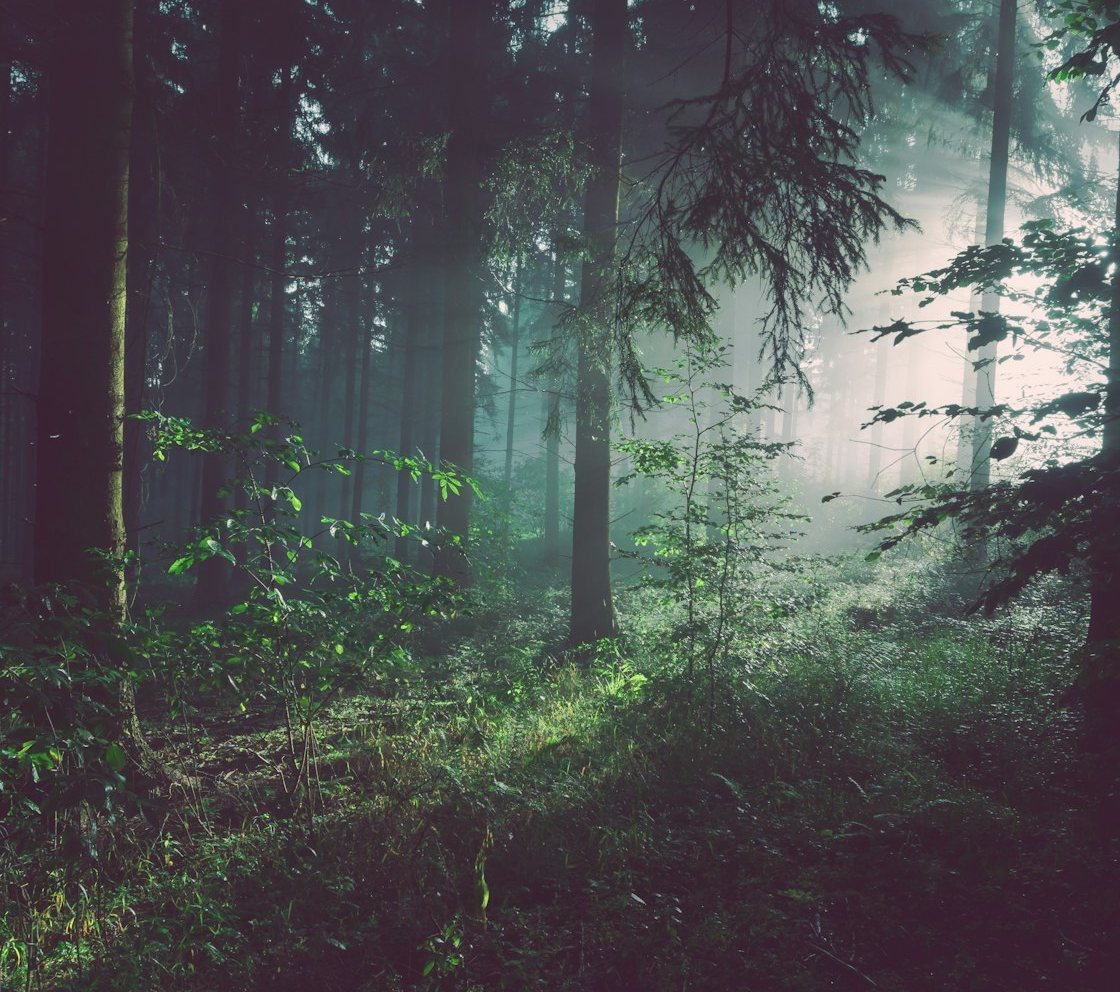 Sous-bois en lumière